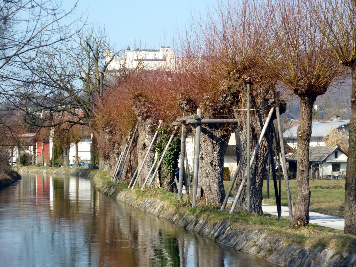 Over 500 pollarded willows, including many old, gnarled specimens, stand along the Alm canal.