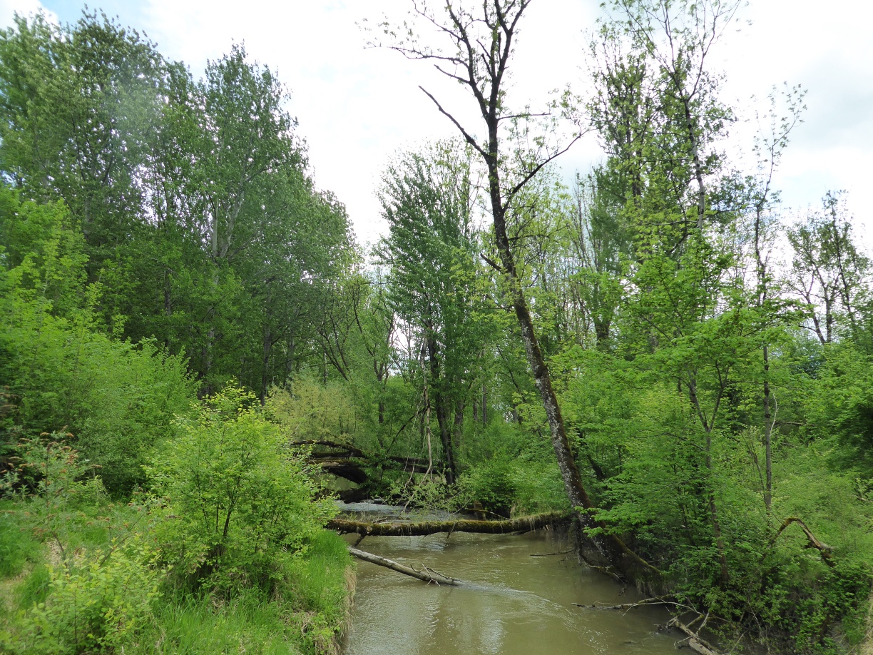 The Reitbach can naturally develop.