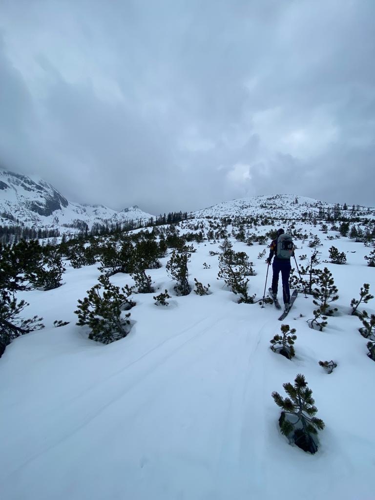 Through the dwarf pines to the summit