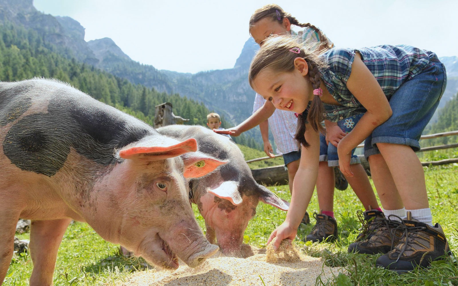 Animal experiences at the Marbachalm