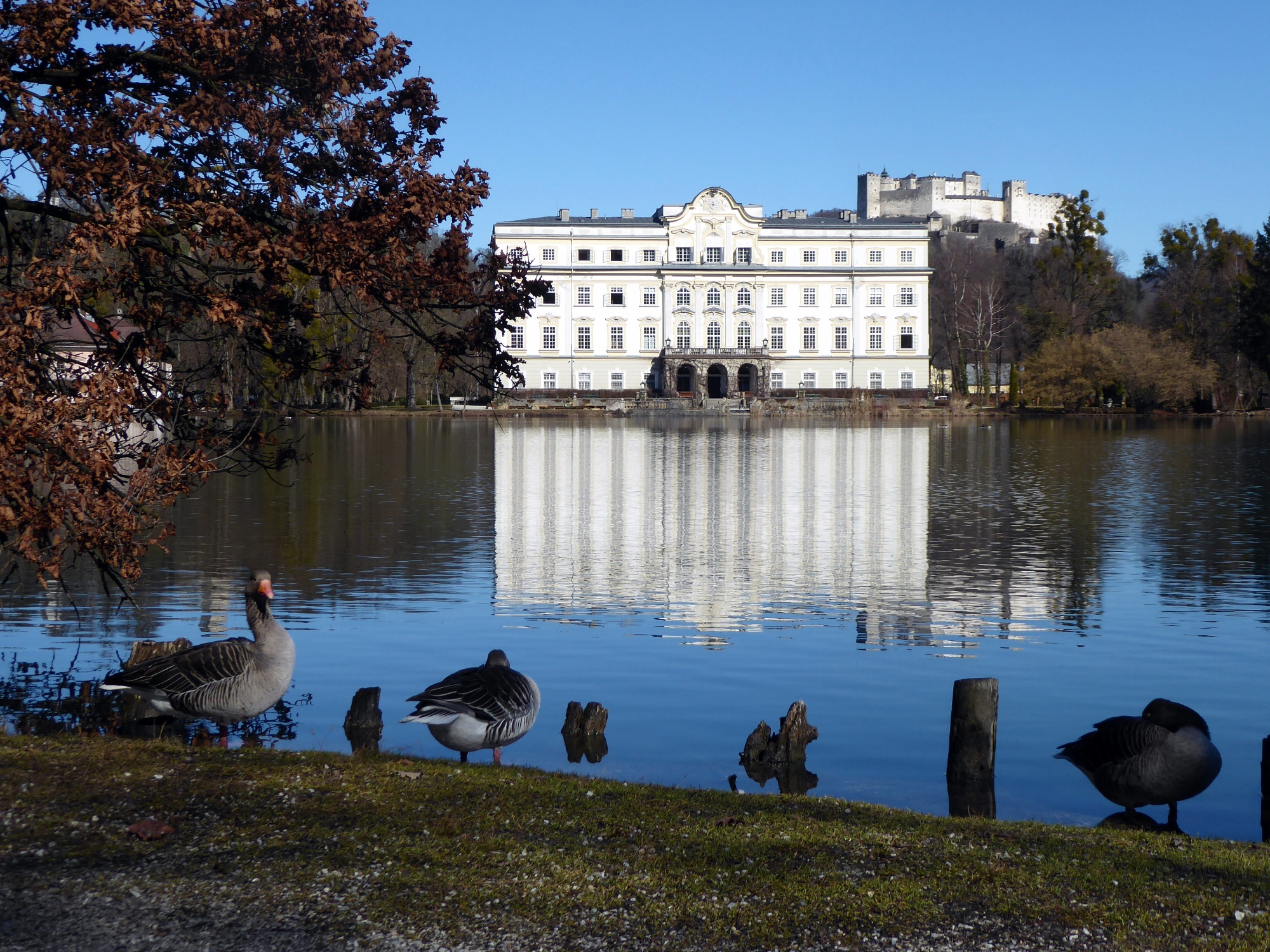 The fortress, Leopoldskron Palace, and watchful greylag geese form a photogenic ensemble.